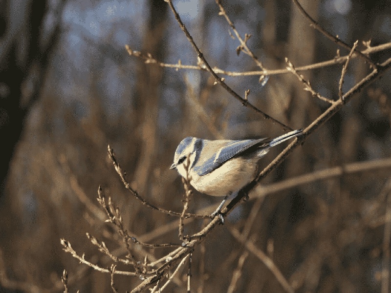 昆明试管怀孕西红柿吗（香水试管英文缩写）